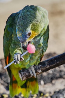 mavi önlü papağan İspanya'da plajda bir lolipop yiyor