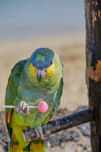 Blue Fronted Parrot Eating Lollipop Beach Spain — Stock Photo, Image