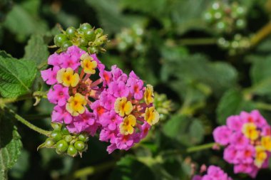 Kanarya adalarında renk mor ve sarı çiçeklantana çiçek - Lantana camara