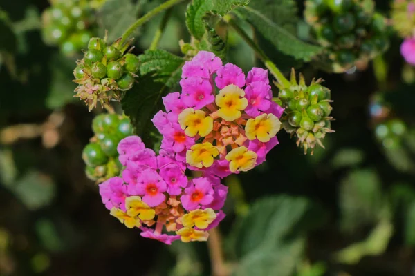 Kanarya Adalarında Renk Mor Sarı Çiçeklantana Çiçek Lantana Camara — Stok fotoğraf