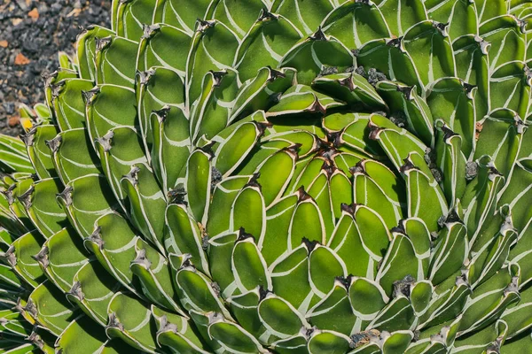 特写龙舌兰植物的彩色图片 阿加夫 维多利亚 — 图库照片
