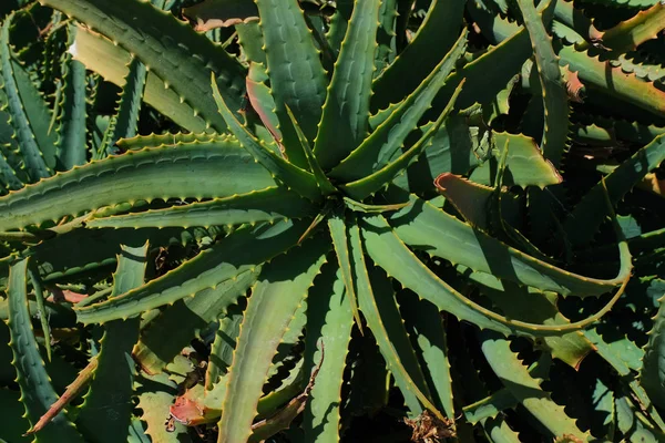 Nahaufnahme Farbbild Der Aloe Vera Pflanze Auf Den Kanarischen Inseln — Stockfoto