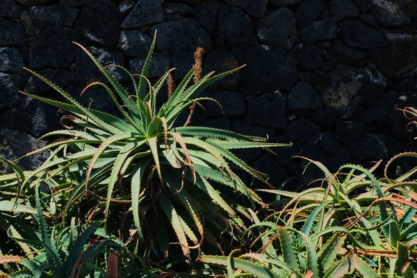 在兰萨罗特岛灰色石墙前的阳光明媚的一天 大芦荟植物 — 图库照片