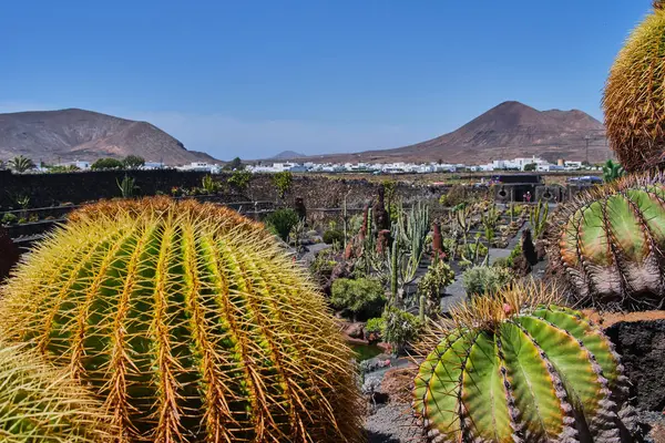 Guatiza'daki Lanzarote kaktüs bahçesinin manzarası — Stok fotoğraf