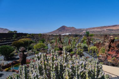 Guatiza kaktüs bahçesi, Lanzarote