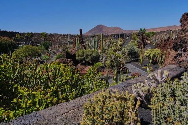 Jardim de cacto em Guatiza, Lanzarote — Fotografia de Stock