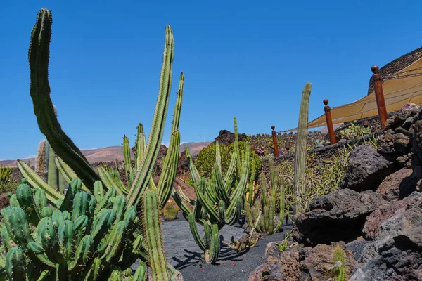 Jardim de cacto em Guatiza, Lanzarote — Fotografia de Stock