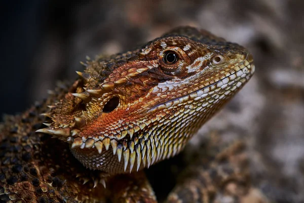 Tête d'un dragon barbu femelle, image macro couleur — Photo