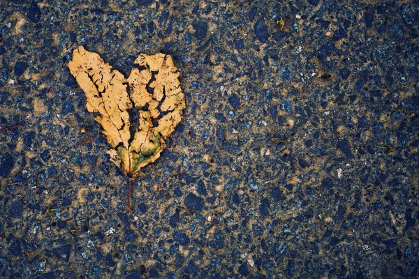 Heart Shaped Leaf Asphalt Background Copy Space — Stock Photo, Image