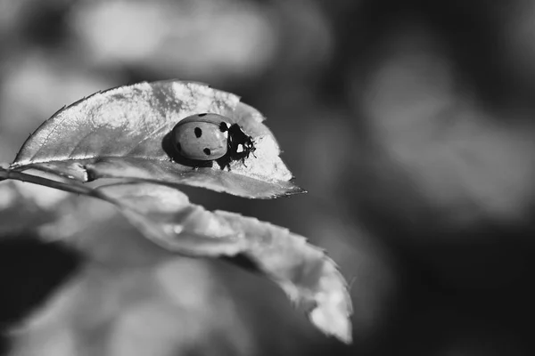 Zwart Wit Macro Van Een Lieveheersbeestje Een Rozen Blad — Stockfoto