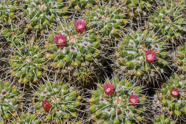 Cactus planten met roze bloesem, beeld vulling — Stockfoto