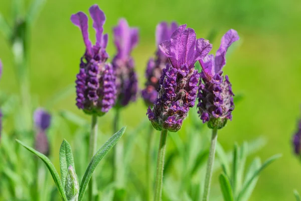 Lavandula stoechas fiore, immagine a colori da vicino — Foto Stock