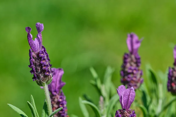 Lavandula stoechas fiore, immagine a colori da vicino — Foto Stock