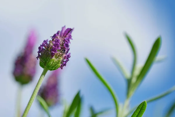 Lavandula stoechas fiore, immagine a colori da vicino — Foto Stock