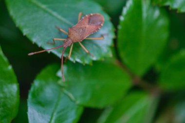 macro photo of a Western conifer seed bug clipart