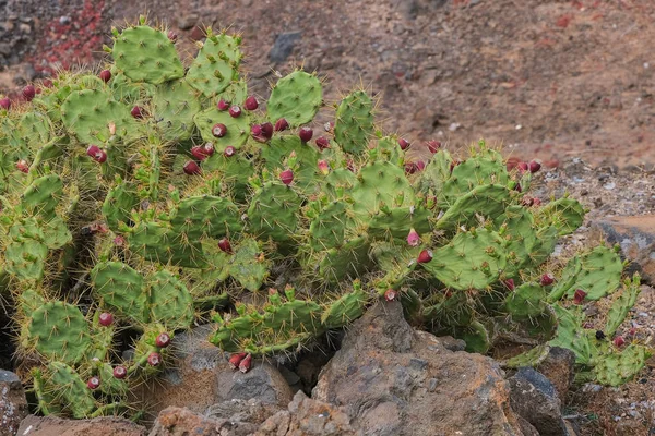 Cactus met rode stekelige peren op Canarische eilanden — Stockfoto