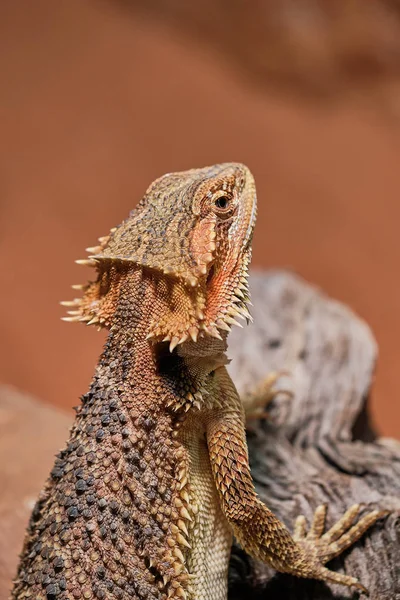 Macro photo couleur d'un dragon barbu (Bartagame) — Photo