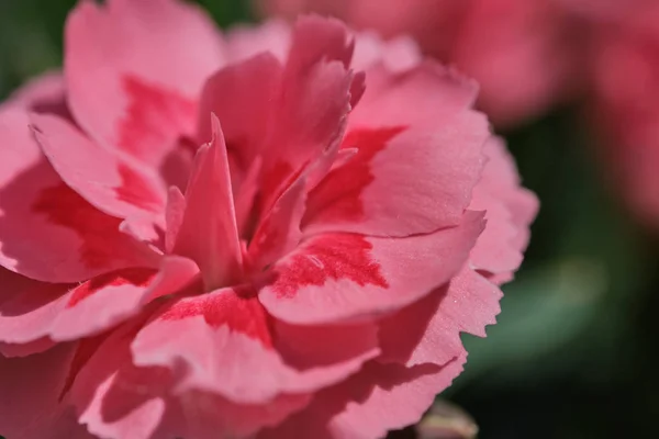Makro Blommande Rosa Röd Nejlika Blomma Dianthus Solig Dag — Stockfoto