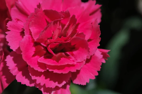 Macro Blooming Magenta Carnation Flower Dianthus Sunny Day — Stock Photo, Image