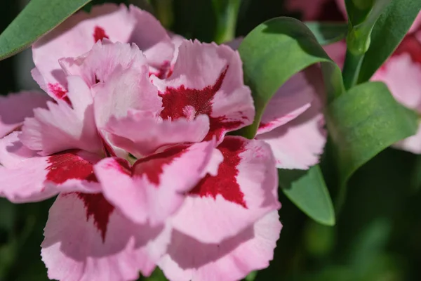 Blommande Rosa Röd Nejlika Blomma Dianthus Solig Dag Makro Färg — Stockfoto