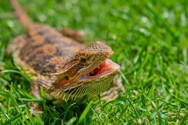 bearded dragon with open mouth in the grass on a hot summer day
