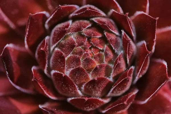 Kırmızı sempervivum yakın — Stok fotoğraf