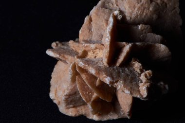 bir çöl gül makro