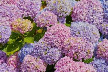 Ortanca çiçeğinin kapağını kapat