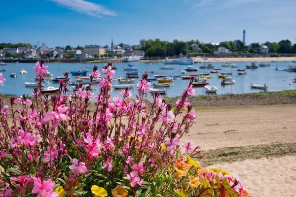 Blurred picture of Benodet harbor, in the front are pink flowers in Sainte-Marine — Stock Photo, Image