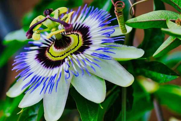 bir tutku çiçek renkli fotoğraf, passiflora caerulea