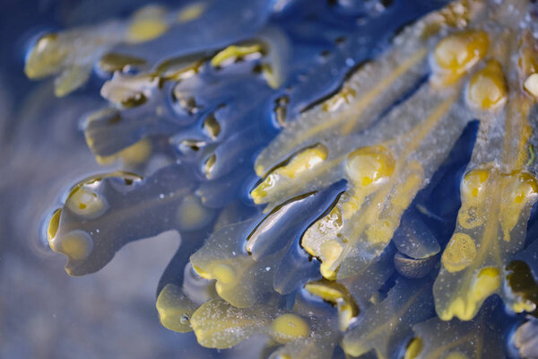 close up of green algae