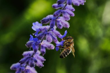 lavanta çiçeği üzerinde bir arı makro