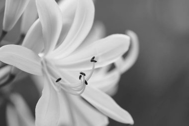 beyaz Agapanthus yakın çekim