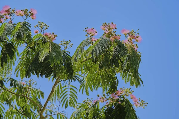 Персидское шелковое дерево на голубом безоблачном небе — стоковое фото
