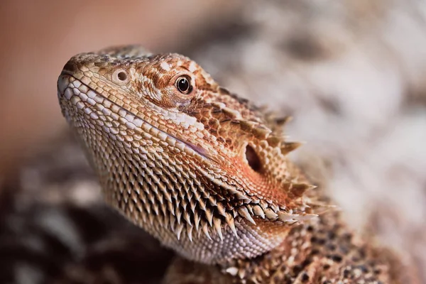 Hembra barbuda dragón (Bartagame) de cerca — Foto de Stock