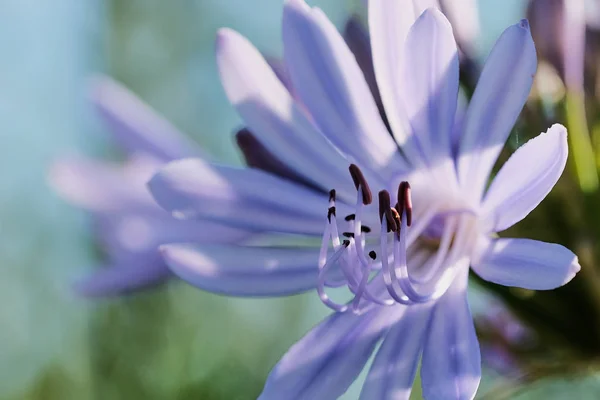 blossom of blue lily, macro color photo