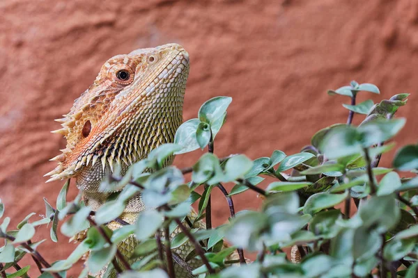 Dragon Barbu Femelle Assis Dans Une Plante — Photo