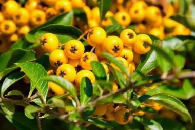 Latin Pyracantha coccinea 'da portakal dikenli bir ateş dikeninin makrosu.
