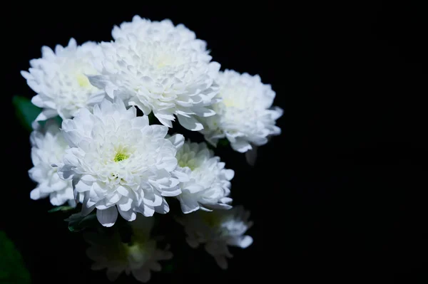 Bos Van Witte Dahlia Bloemen Tegen Zwarte Achtergrond Met Kopieerruimte — Stockfoto