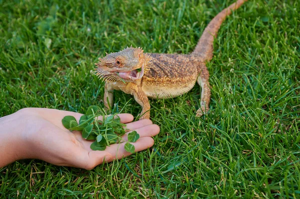 Chica Está Alimentando Dragón Barbudo Con Trébol Hierba Verde — Foto de Stock