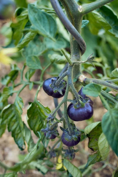 Cultivo Tomates Pretos Jardim Privado — Fotografia de Stock