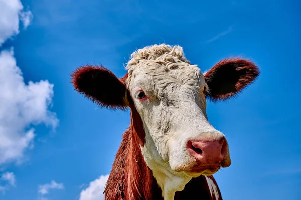 Cow close up in front of the blue and cloudy sky Royalty Free Stock Images