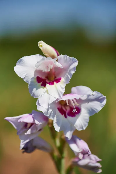 Güneşli bir günde beyaz gladiolus çiçeği — Stok fotoğraf