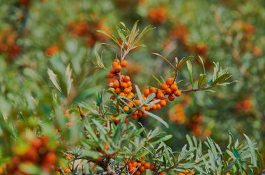 Güneşli bir günde deniz dikenli dal