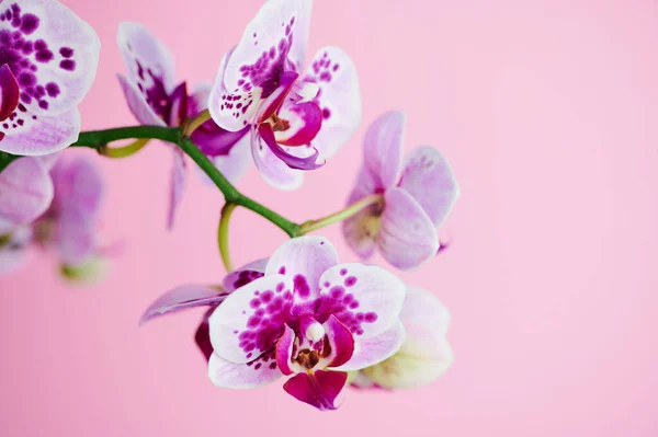 Noktalı mor kelebek orkidesi, pembe arka planda makro renkli fotoğraf