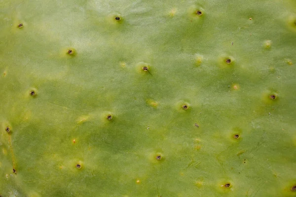 Grüner Kaktus Hintergrund Rahmenfüllendes Farbfoto — Stockfoto