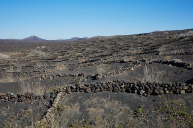 İspanya, Lanzarote 'deki üzüm bağları