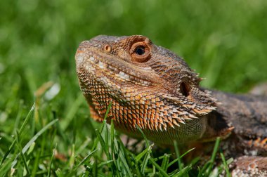 Sakallı ejderha (Bartagame) kafası güneşli bir günde kapanıyor
