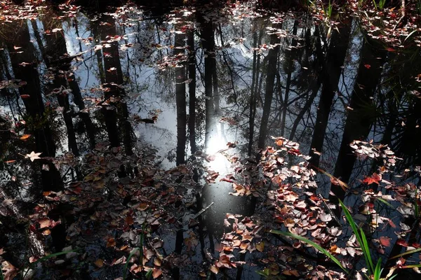 Bomen Reflectie Stilstaand Water — Stockfoto