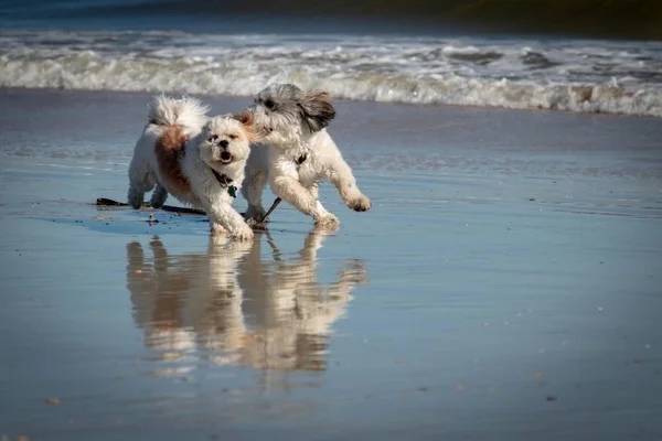 Bawią Się Wspaniale Plaży — Zdjęcie stockowe